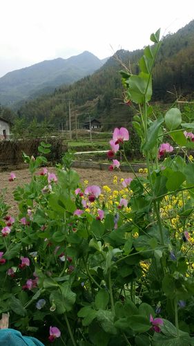 岩山乡天气预报更新通知