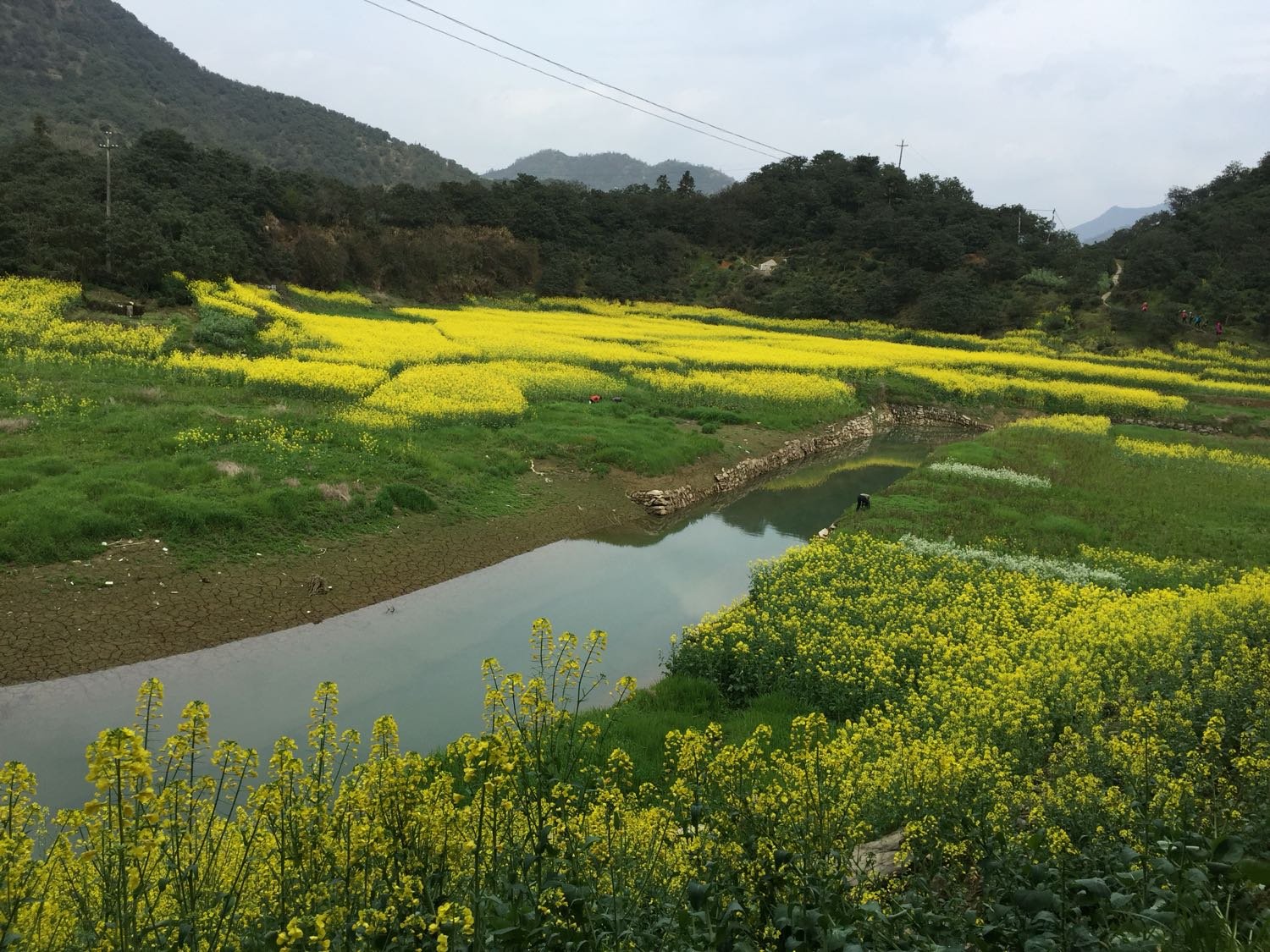 黄岭村天气预报更新通知