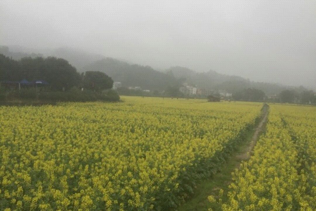 梯面镇天气预报更新通知