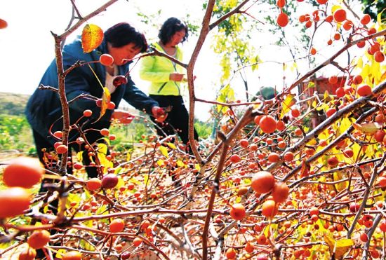 翠峰镇最新招聘信息概览，灵石县晋中市招聘动态更新通知