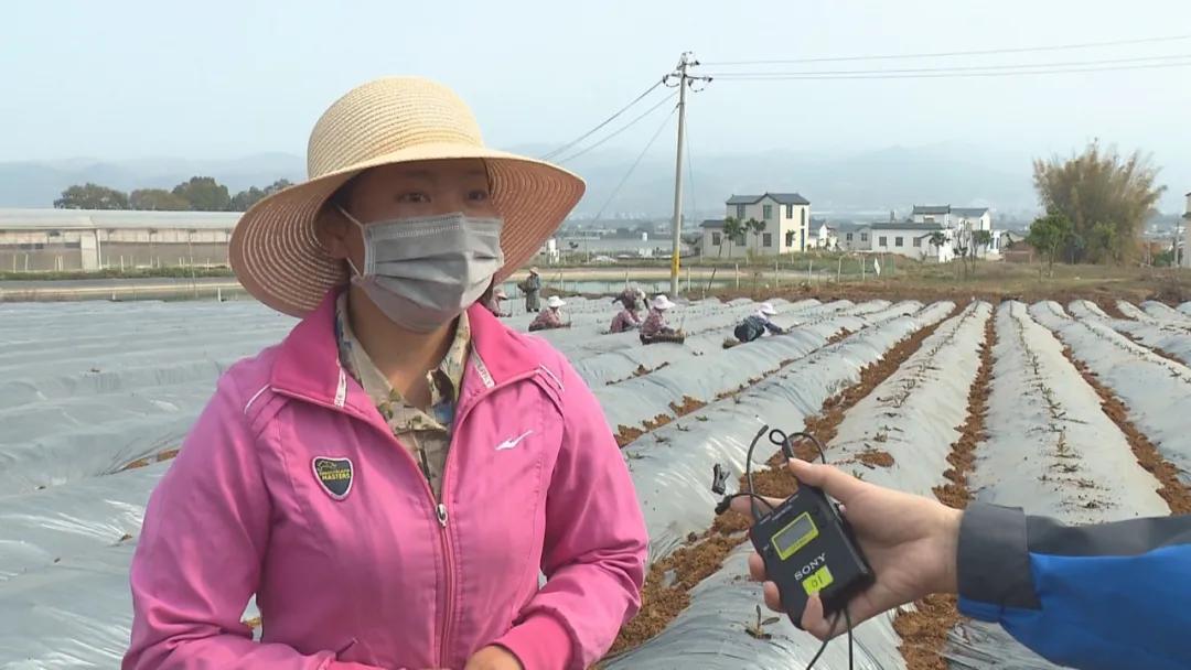 园艺场虚拟村委会，最新天气预报与全方位综合信息服务