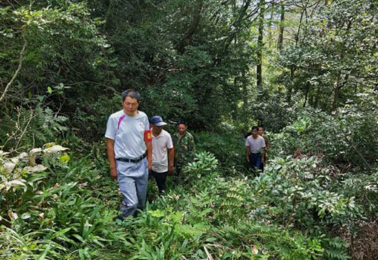 岭下溪国有防护林场最新动态报道